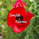 200 Seeds Red Corn Poppy Flowers US Fast Shipping 200 Seeds Red Corn Poppy Flowers US Fast Shipping