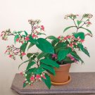 15 Seeds Bleeding Heart Vine House Flowers US Fast Shipping 15 Seeds Bleeding Heart Vine House Flowers US Fast Shipping