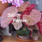 15 Seeds Begonia Midnight Sun House Flowers US Fast Shipping 15 Seeds Begonia Midnight Sun House Flowers US Fast Shipping