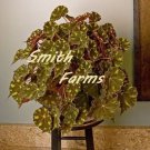 25 Seeds Begonia Kit Kat House Flowers US Fast Shipping 25 Seeds Begonia Kit Kat House Flowers US Fast Shipping