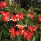 15 Seeds Begonia Christmas Candy House Flowers US Fast Shipping 15 Seeds Begonia Christmas Candy House Flowers US Fast Shipping