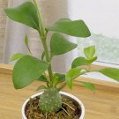 15 Seeds Ant House Flowers US Fast Shipping 15 Seeds Ant House Flowers US Fast Shipping