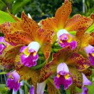 15 Seeds Blc Orchid Waianae Leopard House Flowers US Fast Shipping 15 Seeds Blc Orchid Waianae Leopard House Flowers US Fast Shipping