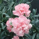 15 Seeds Dianthus Duchess Of Westminster House Flowers US Fast Shipping 15 Seeds Dianthus Duchess Of Westminster House Flowers US Fast Shipping