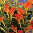15 Seeds Columnea Early Bird House Flowers US Fast Shipping 15 Seeds Columnea Early Bird House Flowers US Fast Shipping