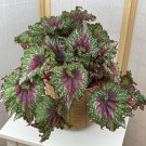 15 Seeds Begonia Joys Jubilee House Flowers US Fast Shipping 15 Seeds Begonia Joys Jubilee House Flowers US Fast Shipping