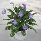 15 Seeds Vietnam Violet House Flowers US Fast Shipping 15 Seeds Vietnam Violet House Flowers US Fast Shipping