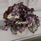 15 Seeds Begonia Dusty Rose House Flowers US Fast Shipping