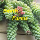 25 Seeds Donkey Tail Succulent Sedum Morganiaum Cactus Cacti US Fast Shipping 25 Seeds Donkey Tail Succulent Sedum Morganiaum Cactus Cacti US Fast Shipping