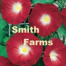 25 Seeds Morning Glory Ruby Red Picotee Ipmoea Vining Perennial Flower US Fast Shipping 25 Seeds Morning Glory Ruby Red Picotee Ipmoea Vining Perennial Flower US Fast Shipping