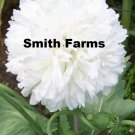 100 Seeds White Peony Poppy Flowers New Crop US Fast Shipping 100 Seeds White Peony Poppy Flowers New Crop US Fast Shipping