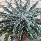 15 Seeds Manfreda Mint Chocolate Chip House Flowers US Fast Shipping