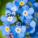 25 Seeds Blue Forget Me Not Flowers Beautiful Fast Growing Groundcover US Fast Shipping 25 Seeds Blue Forget Me Not Flowers Beautiful Fast Growing Groundcover US Fast Shipping