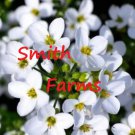 25 Seeds Yellow Forget Me Not Flowers Beautiful Fast Growing Groundcover US Fast Shipping 25 Seeds Yellow Forget Me Not Flowers Beautiful Fast Growing Groundcover US Fast Shipping