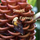 25 Seeds Brown Beehive Ginger Flowers Beautiful & US Fast Shipping 25 Seeds Brown Beehive Ginger Flowers Beautiful & US Fast Shipping