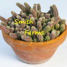 15 Seeds Peanut Cactus Echinopsis Chamaecereus Grows 10 Long US Fast Shipping 15 Seeds Peanut Cactus Echinopsis Chamaecereus Grows 10 Long US Fast Shipping