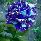 25 Seeds Two Tone Blue Rose Flower Bush Shrub Landscaping US Fast Shipping