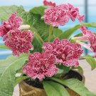 15 Seeds Cape Primrose Hawaiian Party House Flowers US Fast Shipping