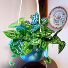15 Seeds Satin Pothos Argyraeus House Flowers US Fast Shipping 15 Seeds Satin Pothos Argyraeus House Flowers US Fast Shipping