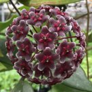 15 Seeds Hoya Royal Hawaiian Purple House Flowers US Fast Shipping