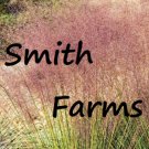 100 Seeds Pink Flamingo Muhly Grass Ground Cover Muhlenbergia Capillaris US Fast Shipping 100 Seeds Pink Flamingo Muhly Grass Ground Cover Muhlenbergia Capillaris US Fast Shipping