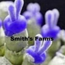 25 Seeds Rabbit Ears Dark Purple Succulent Cactus Aka Monilaria Obconica US Fast Shipping 25 Seeds Rabbit Ears Dark Purple Succulent Cactus Aka Monilaria Obconica US Fast Shipping