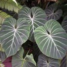 15 Seeds Philodendron Gloriosum House Flowers US Fast Shipping 15 Seeds Philodendron Gloriosum House Flowers US Fast Shipping