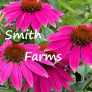 50 Seeds Hot Pink Coneflowers Aka Echinacea Flowers US Fast Shipping 50 Seeds Hot Pink Coneflowers Aka Echinacea Flowers US Fast Shipping