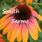 50 Seeds Peach & Pink Coneflowers Aka Echinacea Flowers US Fast Shipping 50 Seeds Peach & Pink Coneflowers Aka Echinacea Flowers US Fast Shipping