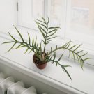 15 Seeds Philodendron Tortum House Flowers US Fast Shipping