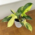 15 Seeds Philodendron Florida Beauty House Flowers US Fast Shipping 15 Seeds Philodendron Florida Beauty House Flowers US Fast Shipping