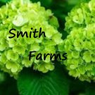 25 Seeds Green Hydrangea Flowers US Fast Shipping