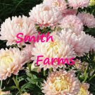 25 Seeds Duchess Peony Apricot Aster Flowers US Fast Shipping