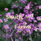 25 Seeds Purple Meadow Rue Flowers US Fast Shipping