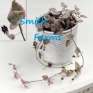 15 Seeds Variegated String Of Hearts House Flowers US Fast Shipping