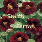 25 Seeds Black Velvet Nasturtium Flowers US Fast Shipping