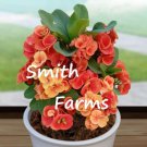 15 Seeds Crown Of Thorns Sunset Splendor House Flowers US Fast Shipping