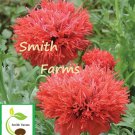 100 Seeds Red Chima Poppy Flowers US Fast Shipping
