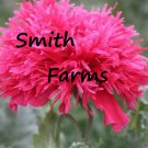 100 Seeds Pink Gatterman Poppy Flowers US Fast Shipping
