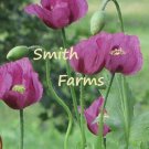 100 Seeds Purple Breadseed Poppy Flowers US Fast Shipping