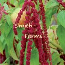 30 Seeds Red Love-Lies-Bleeding Flowers US Fast Shipping
