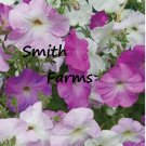 30 Seeds Vining Petunia Flowers US Fast Shipping