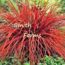 30 Seeds Red Sedge Ornamental Grass Firedance Everflame Foliage US Fast Shipping