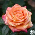 25 Seeds Peach Swirl Rose Flowers US Fast Shipping