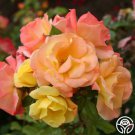 25 Seeds The Magician Rose Flowers US Fast Shipping