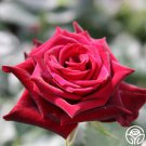 25 Seeds Black Baccara Rose Flowers US Fast Shipping