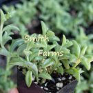 30 Seeds String Of Dolphins Succulent Cactus Cacti US Fast Shipping