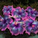 30 Seeds Pink Black Purple Hibiscus Flower Seeds US Fast Shipping