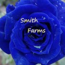 30 Seeds Blue Rose Flowers Bush US Fast Shipping