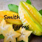 30 Seeds Yellow Star Fruit A.K.A. Carambola Starfruit US Fast Shipping 30 Seeds Yellow Star Fruit A.K.A. Carambola Starfruit US Fast Shipping